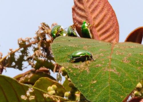 Réf. 256 983 : Rutelinae inconnu